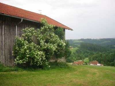 Die L&uuml;mmelz im Allg&auml;u
