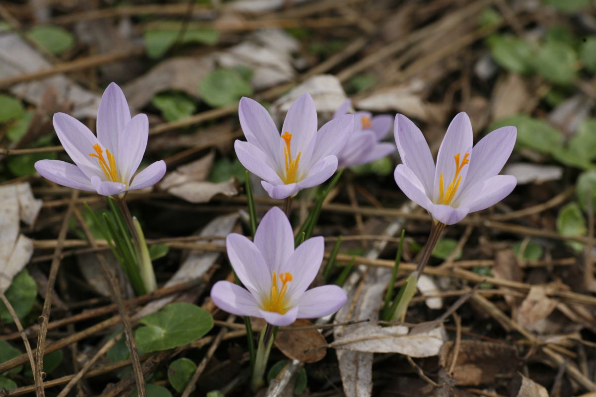 18. 03. 2009