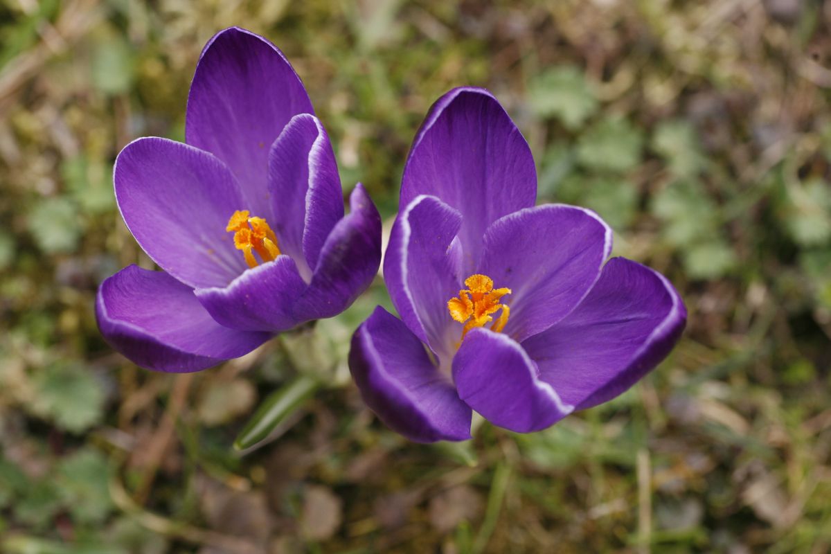 18. 03. 2009