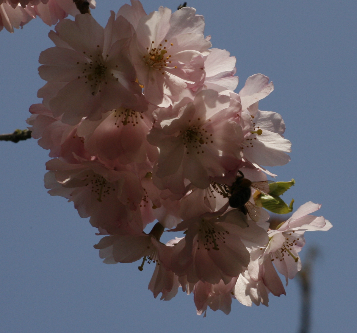 06. 04. 2009
