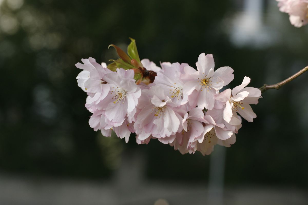 06. 04. 2009