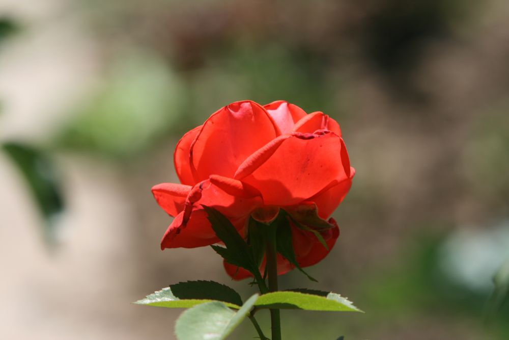 23. 06. 2008