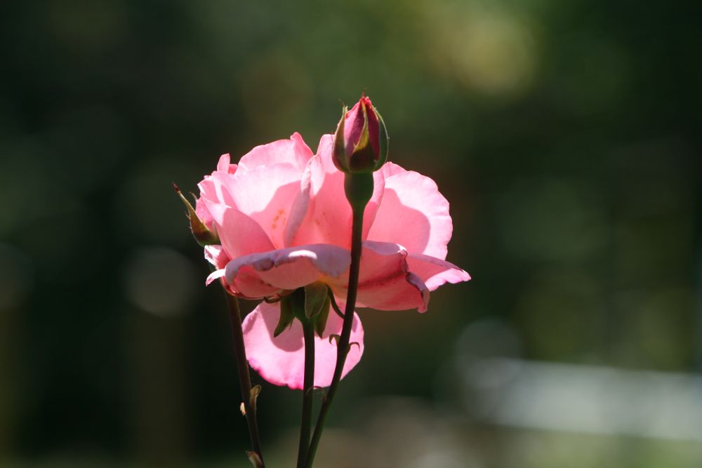 23. 06. 2008