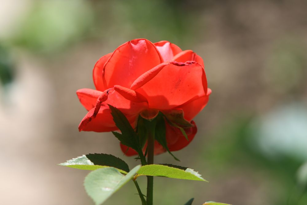 23. 06. 2008