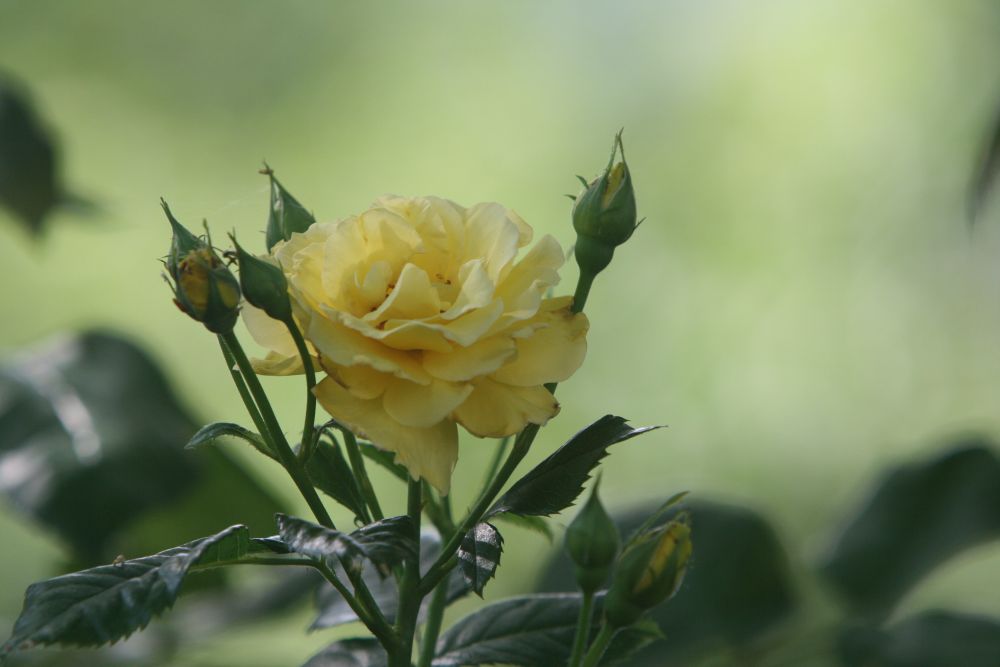 23. 06. 2008