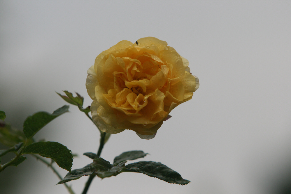 25. 06. 2008