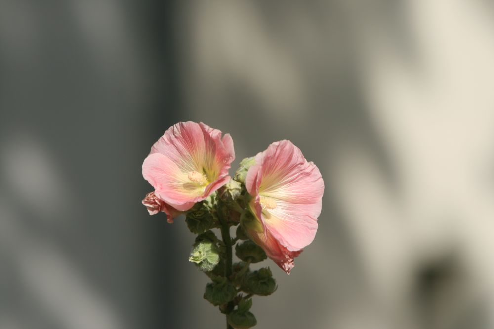 28. 06. 2008