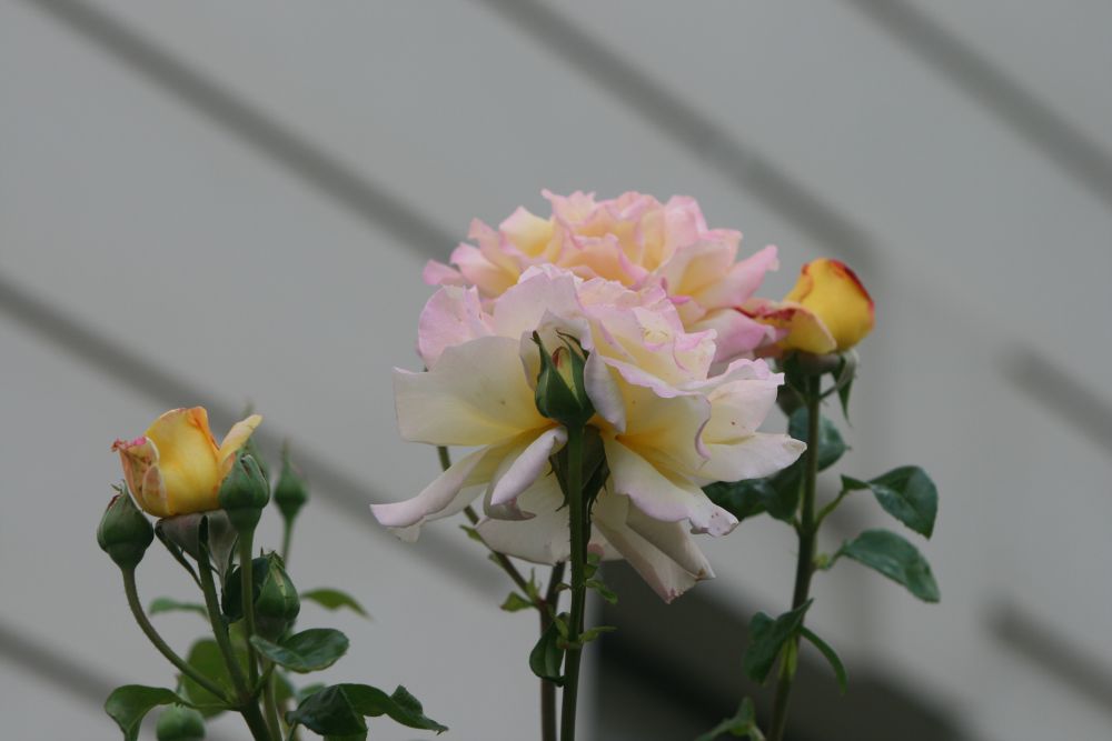 28. 06. 2008