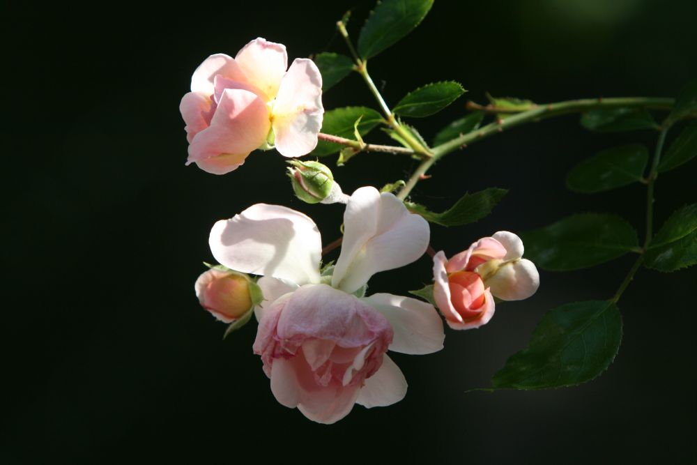 01. 07. 2008