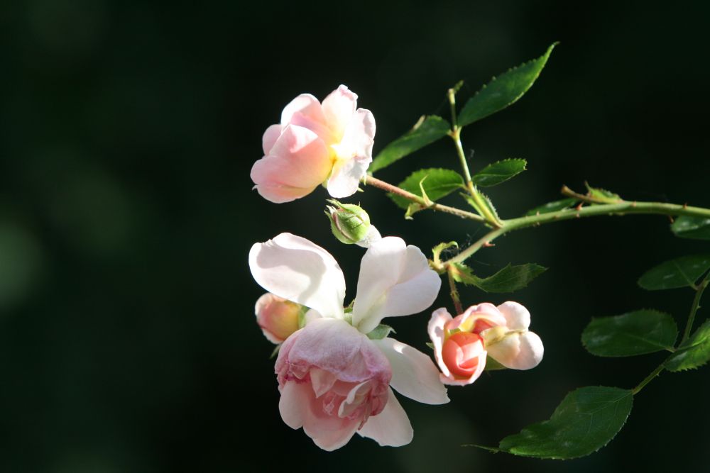 01. 07. 2008