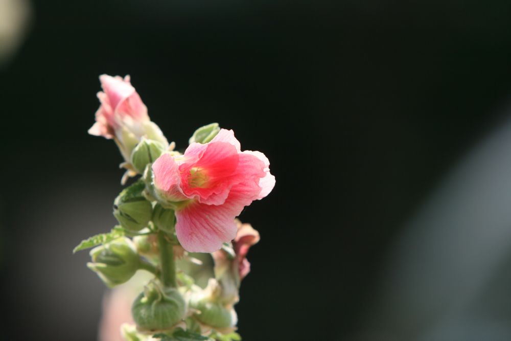 02. 07. 2008