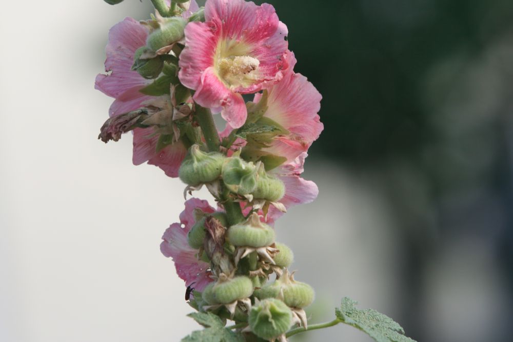 04. 07. 2008