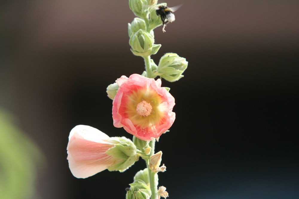 04. 07. 2008