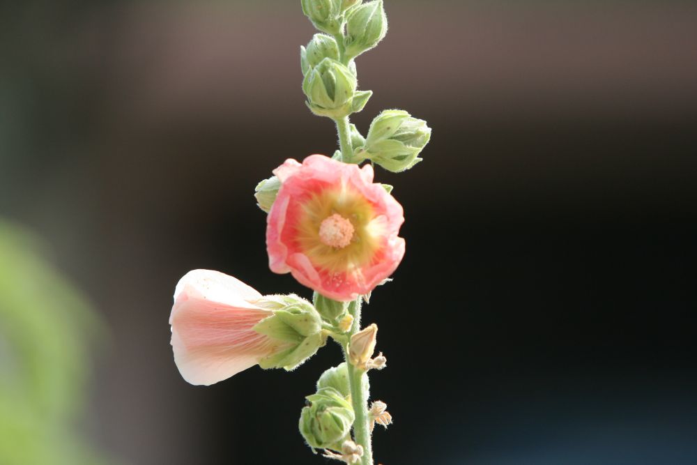04. 07. 2008