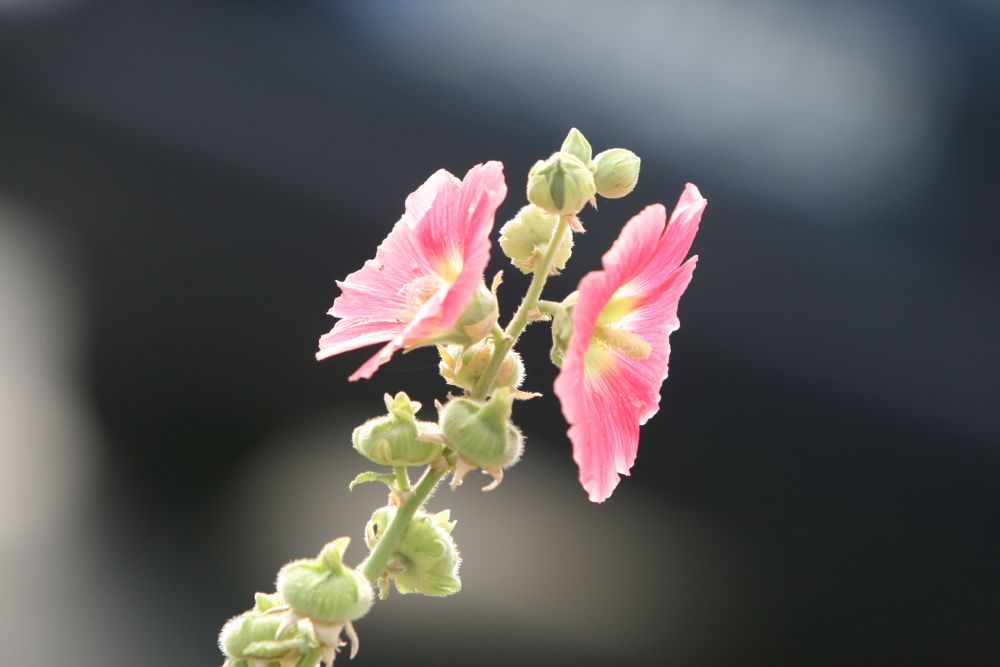 04. 07. 2008
