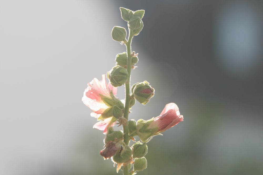 04. 07. 2008