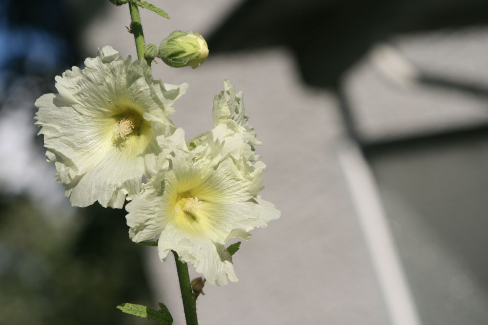 04. 07. 2008