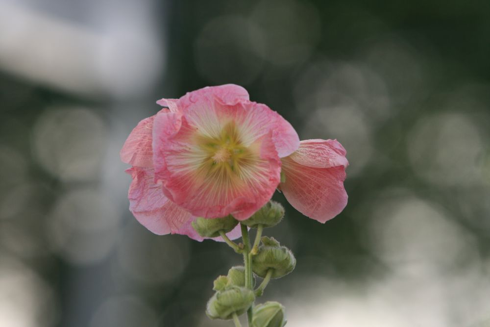 05. 07. 2008