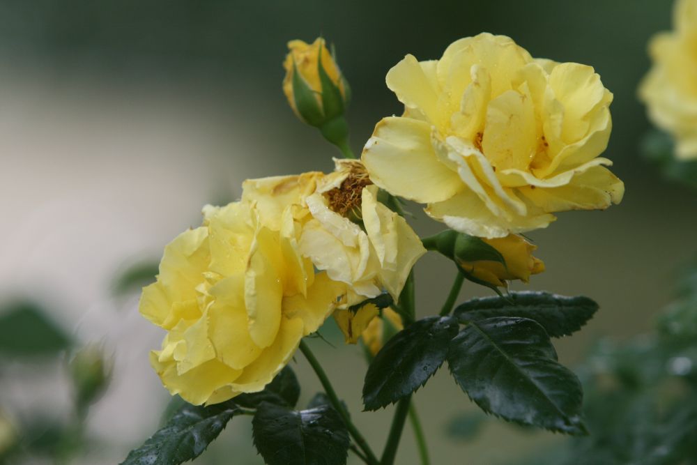07. 07. 2008