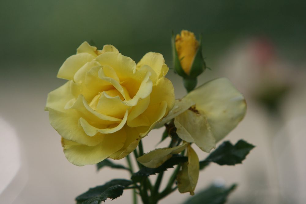 07. 07. 2008