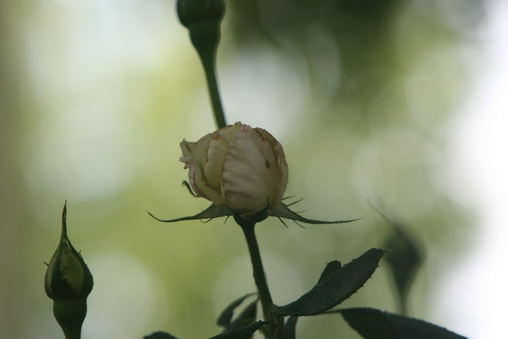 07. 07. 2008