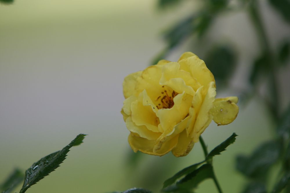 07. 07. 2008