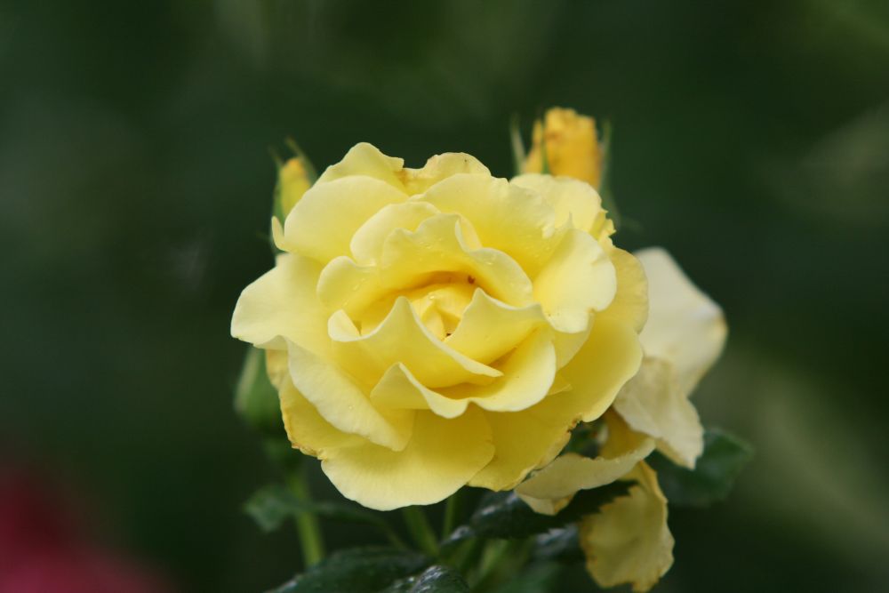 07. 07. 2008