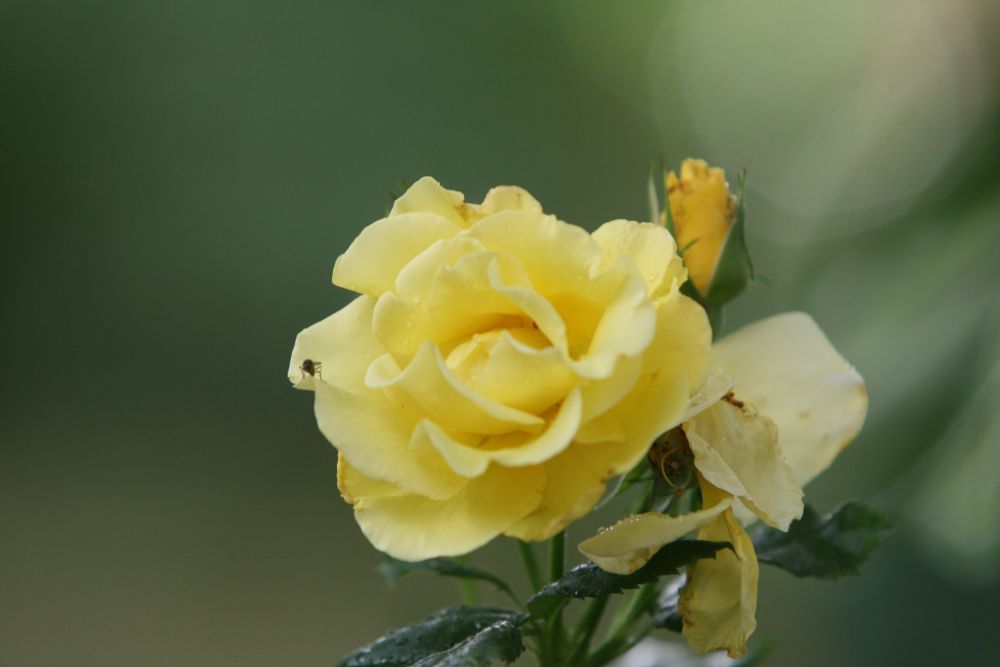 07. 07. 2008