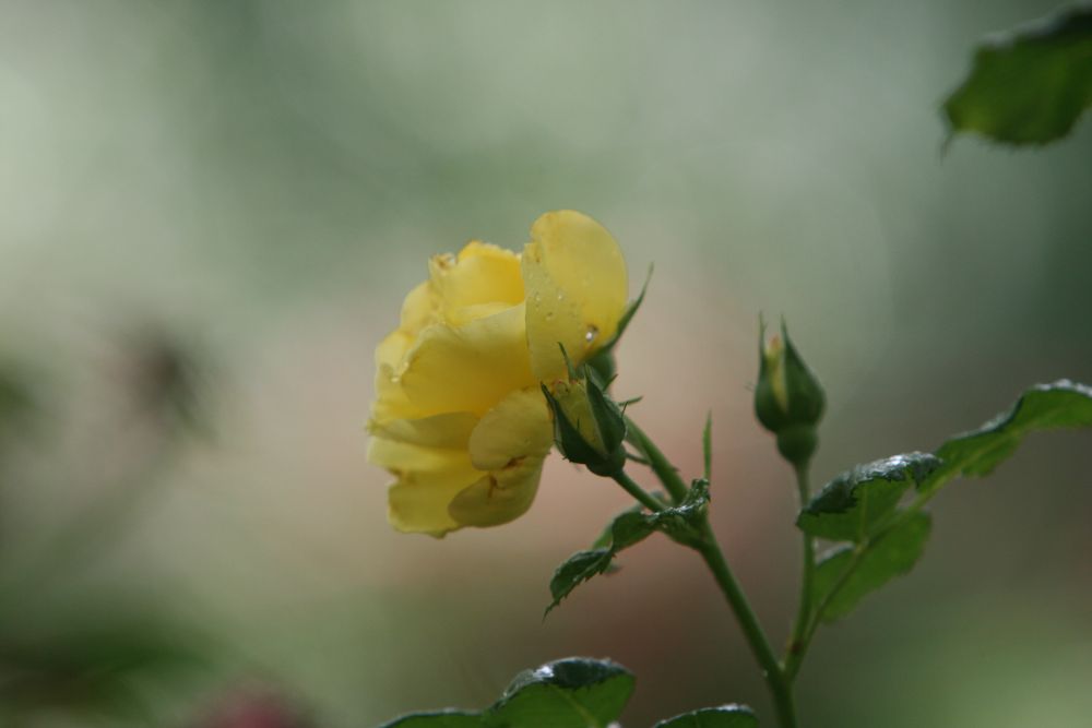 07. 07. 2008