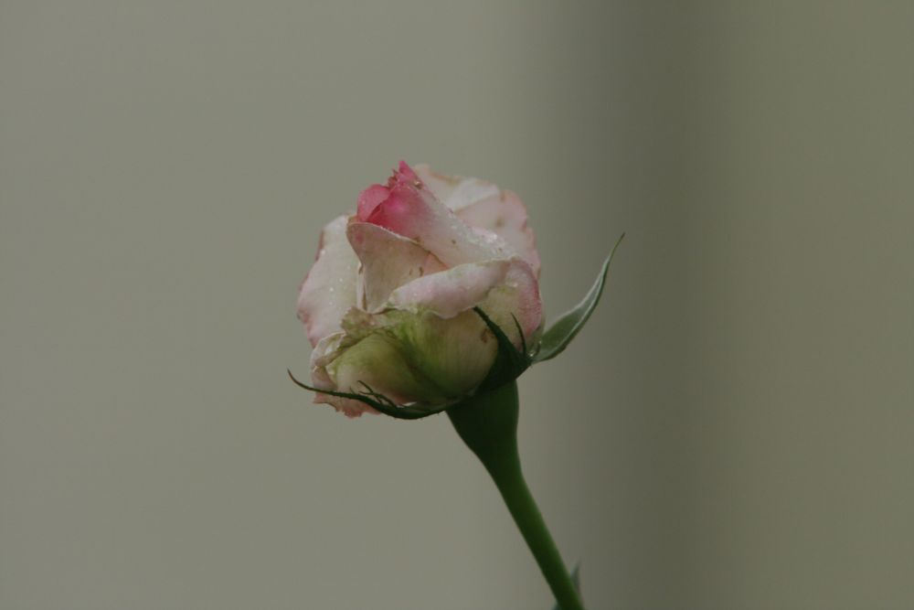 07. 07. 2008