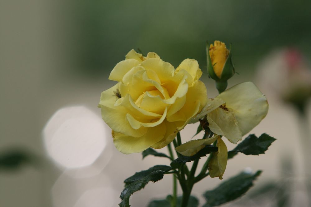 07. 07. 2008