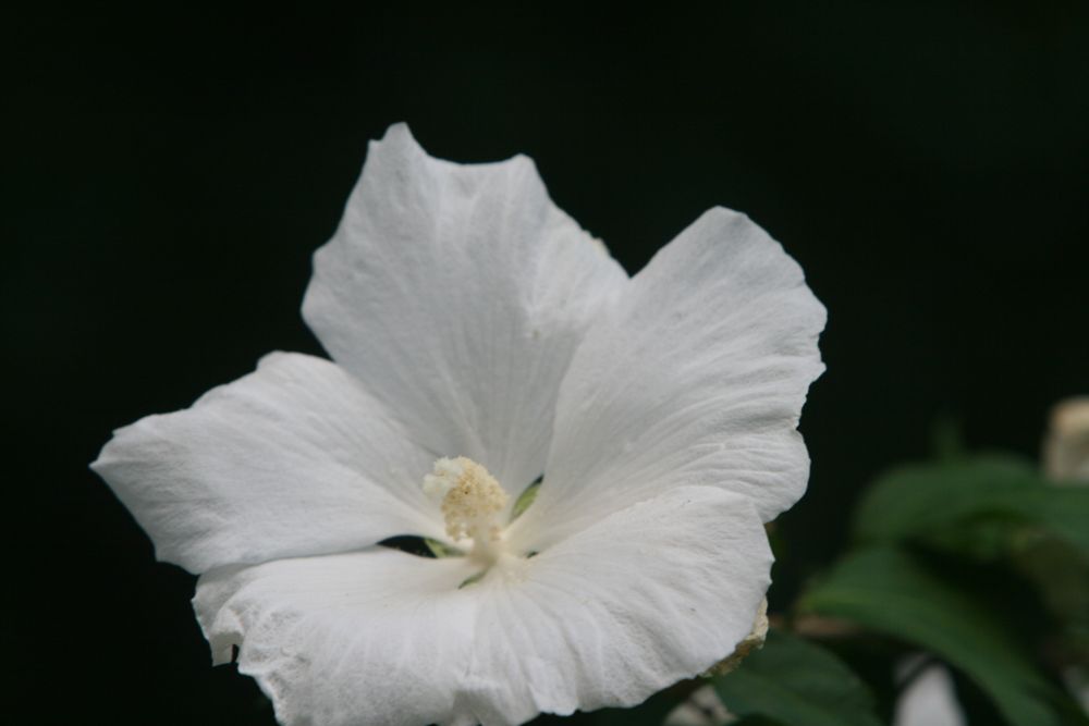 30. 07. 2008